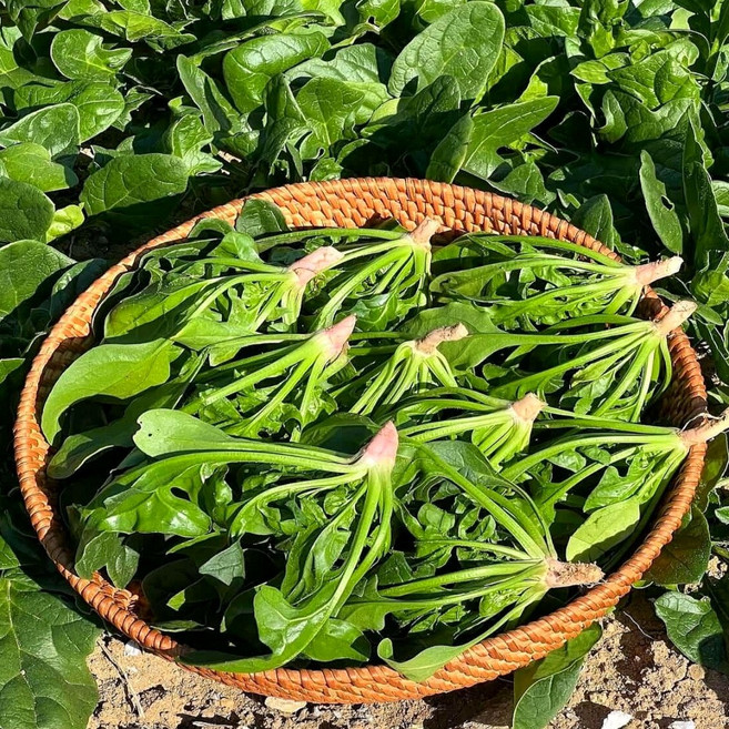 이른밭 국내산 시금치 해풍 맞은 시금치, 1개, 1kg