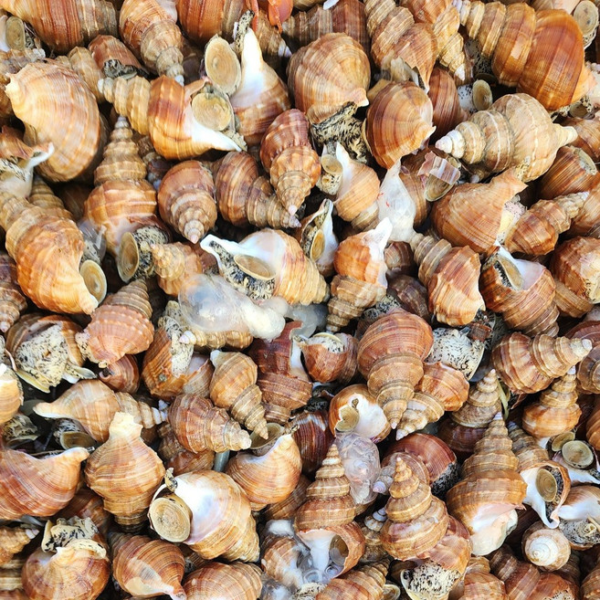 포항 당일바리 활 살고동 고추골뱅이, 1개, 소 1kg