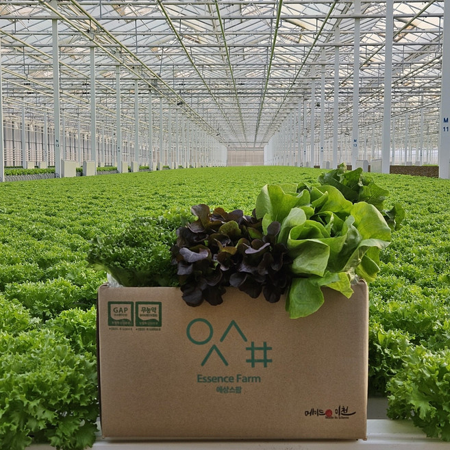 에상스팜 산지직송 무농약 친환경 유러피안 샐러드 야채 1kg 유럽상추 버터헤드 바타비아 로메인 크리스탈 멀티리프 오크리프 모듬쌈 쌈채소
