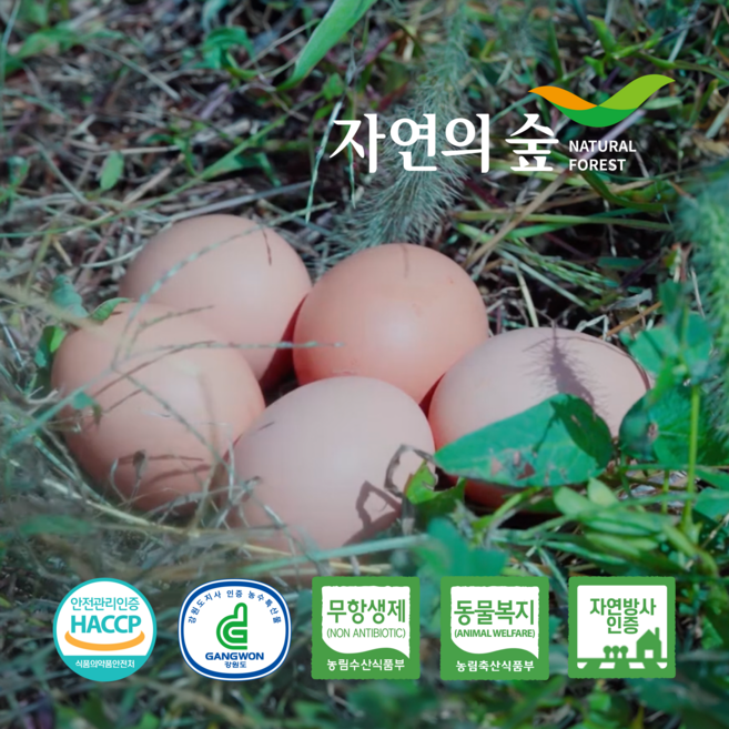 [에덴농장] 자유방목 난각번호 1번 동물복지 무항생제 강원 고려닭 재래토종란 (산지직송) [원산지:국산(강원도 양구군)], 1개, 30구