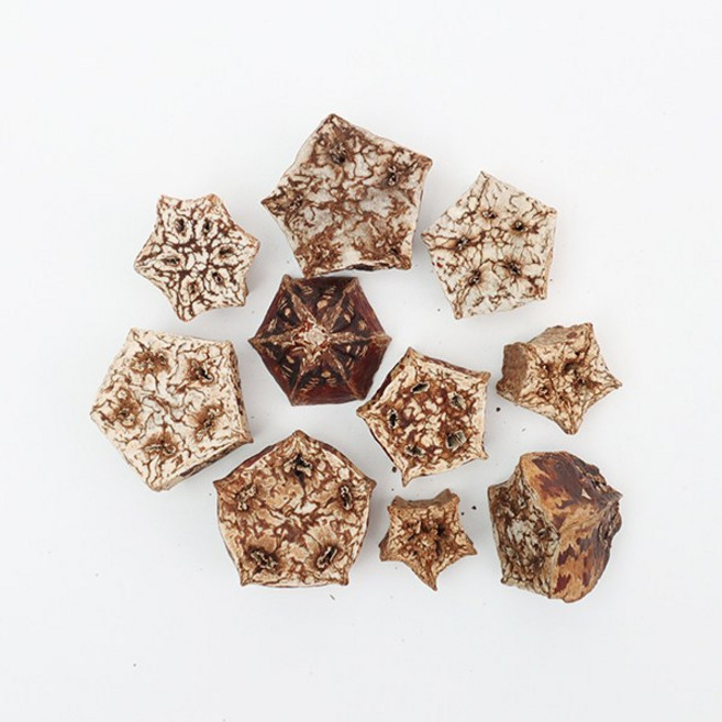 앵무새 천연 장난감 마호가니 나무별 10개, 1개, 단색