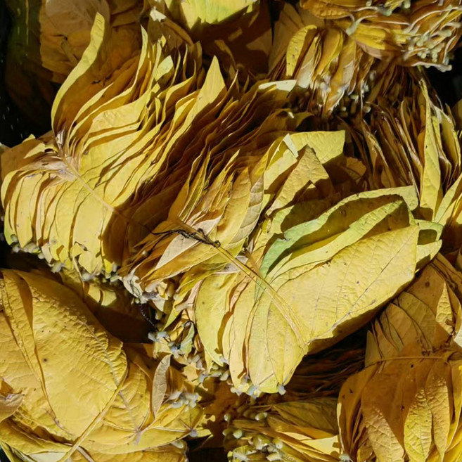 콩잎 수입 염장단풍콩잎 100g 콩잎장자찌, 500g, 1개