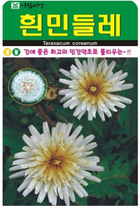흰민들레씨앗 100알 민들레 꽃 씨앗 야생화 민들래, 1개