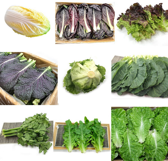 야채왕 쌈채소 파라다이스 캠핑채소, 500g, 1개, 쑥갓