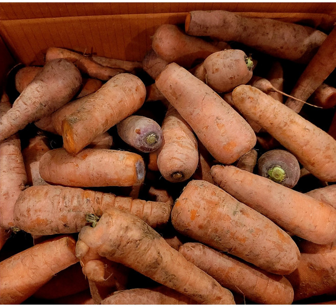 [구매전 내용확인] 국산 바로 갈아먹는 못난이 당근, 못난이 당근 10kg, 1개