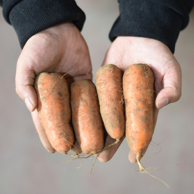 [입점 특가] 제주 구좌 햇 당근 국내산 제주산 흙 당근, 1개, 미니 2kg