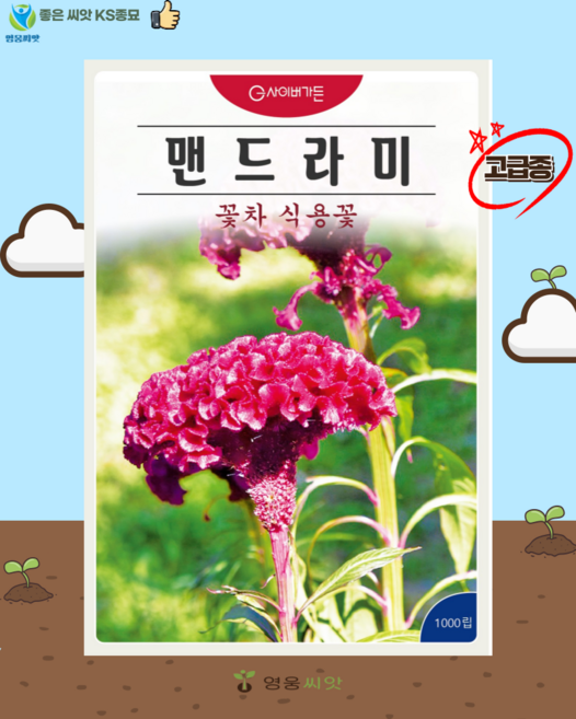 맨드라미 씨앗(1000립) 꽃씨 종묘 종자 씨 영웅 KS, 1개