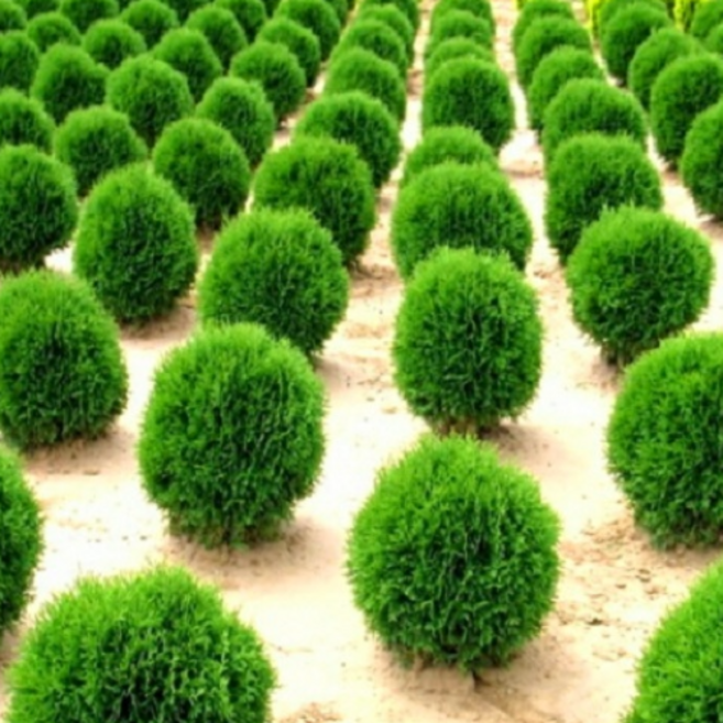 그루담다 둥근측백 부시측백 묘목 4치 포트