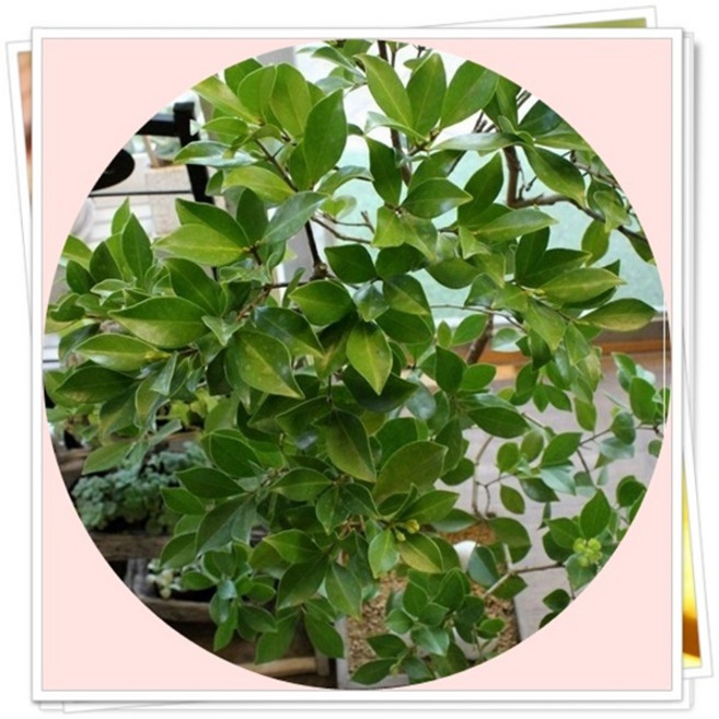 구아바/guajava/결실주/성목/과일나무/유실수, 1개, 알프스오토메 5년생(3월입고예정)