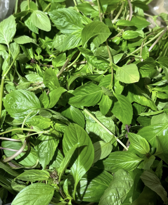 국내산 훌라파 태국바질 국산 재배 훌라파 호라파 타이바질(Thai Basil) 태국바질 스위트바질 아시아바질, 1개, 1kg