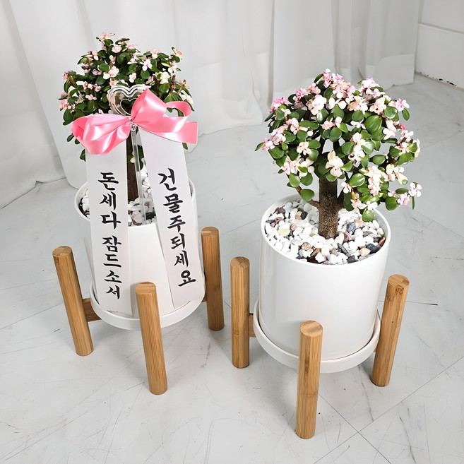 4위 - 앤드플라워 택배발송 공기정화식물 실내 개업식화분 중형 화분세트 + 우드스탠드 + 리본글씨 + 식물가이드 금전