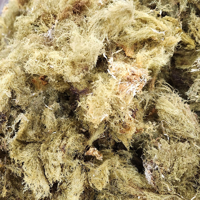 우뭇가사리 1kg 한천원료 묵 우무 식이섬유소가 풍부해요 쪽빛누리, 1개