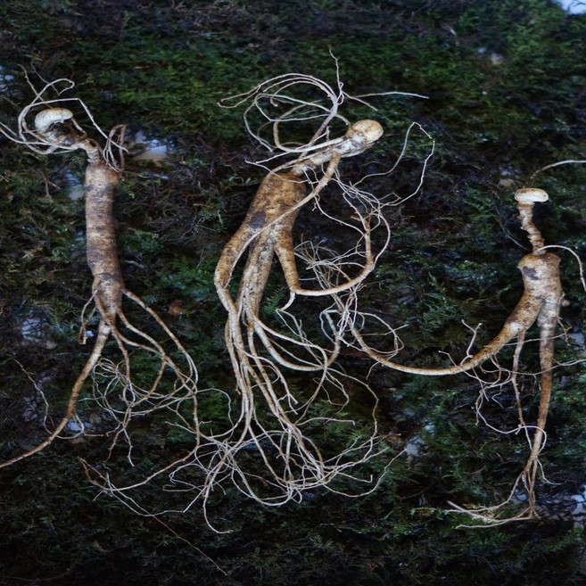 강원도 정선 해발800미터에서 자연 그대로자란 산양산삼(장뇌삼) 11년근 3뿌리 6뿌리, 1개