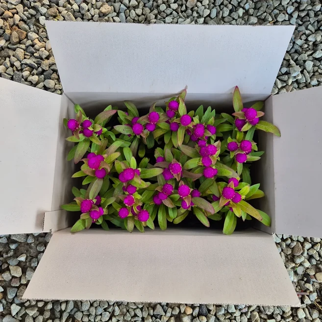 천일홍 15개세트 오래피는꽃 퍼플천일홍 보라색꽃, 1개