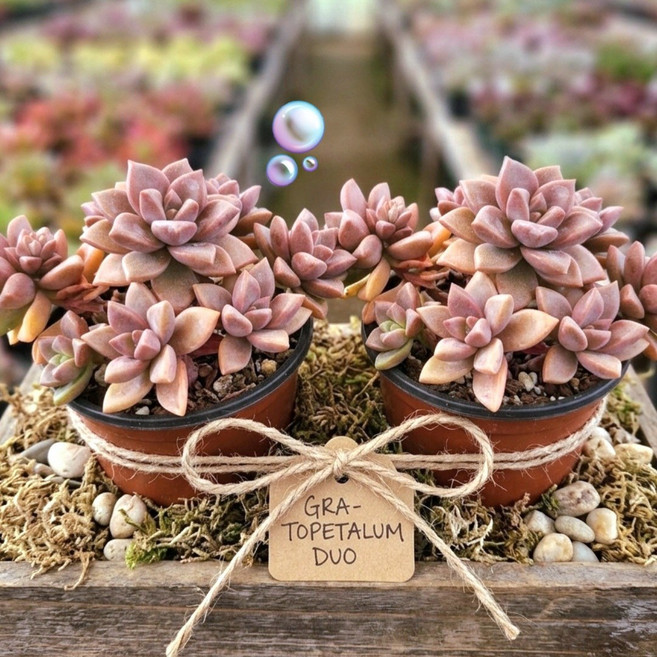 꽃보다 예쁜 다육식물 8종, 7번[ 프리티 2개]