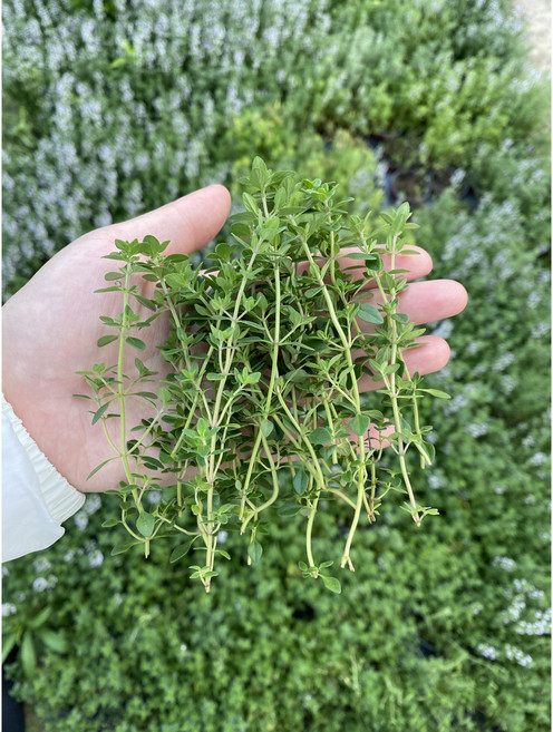 산지직송 신선한 레몬타임 골든레몬타임 허브생잎, 커먼타임50g, 1개, 1개입