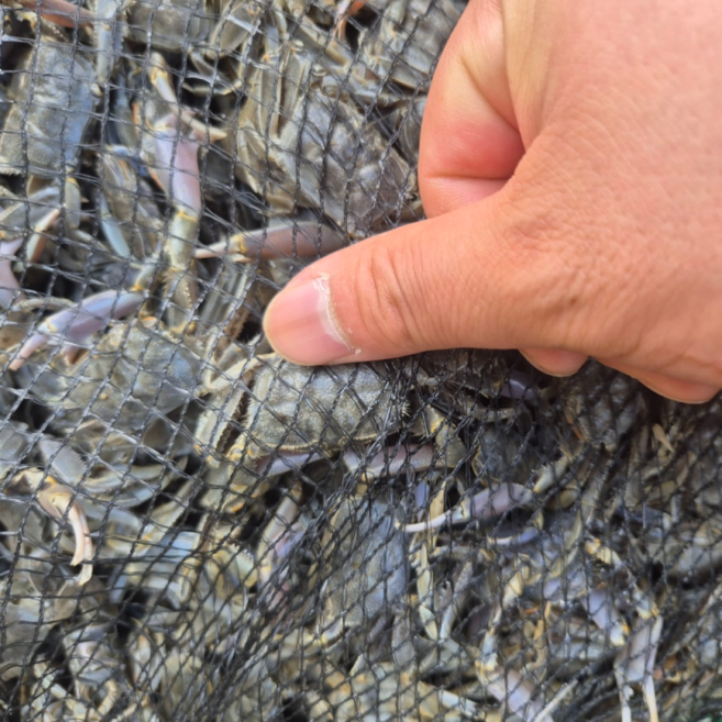 별량 칠게 국내산 생물 비손질 자연산, 1박스, 500g (50미 내외)