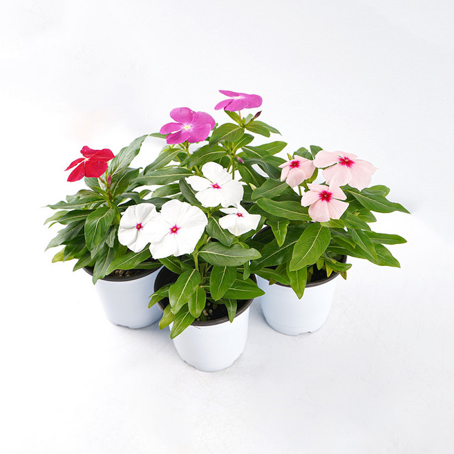 갑조네 일일초 모종 꽃 화분 외목대 봄꽃, 4개, 혼합