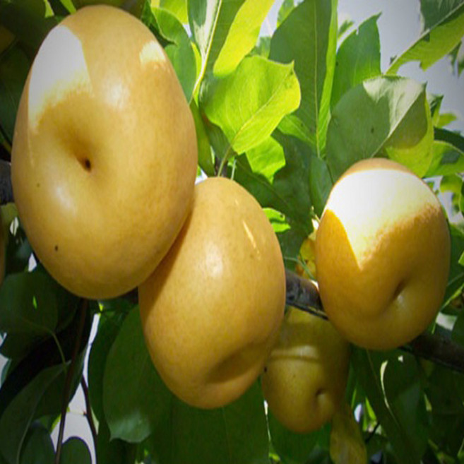 [나무의모든것] 배나무묘목(원황 신고 화산배 황금배) 접목묘 2년생 상묘, 신고배 접목묘 상묘, 1개