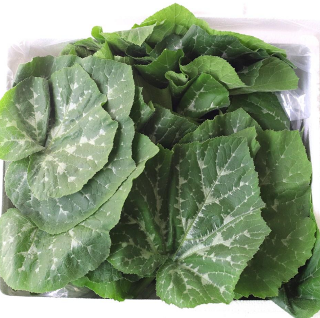 산지직송 호박잎 500g 국내산 당일수확 쌈채소, 1개
