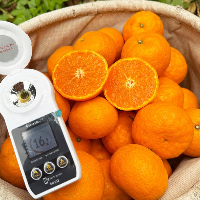 제주 카라향 고당도 로얄과 선물용 가정용 프리미엄 감귤, 1박스, 3kg