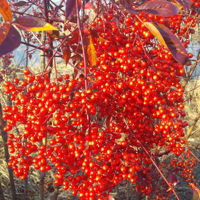 목하원예조경 남천나무 묘목 1m전후 1주 생울타리 단풍 정원조경나무 겨울조경 붉은열매 남천 노지월동, 1개, 단일