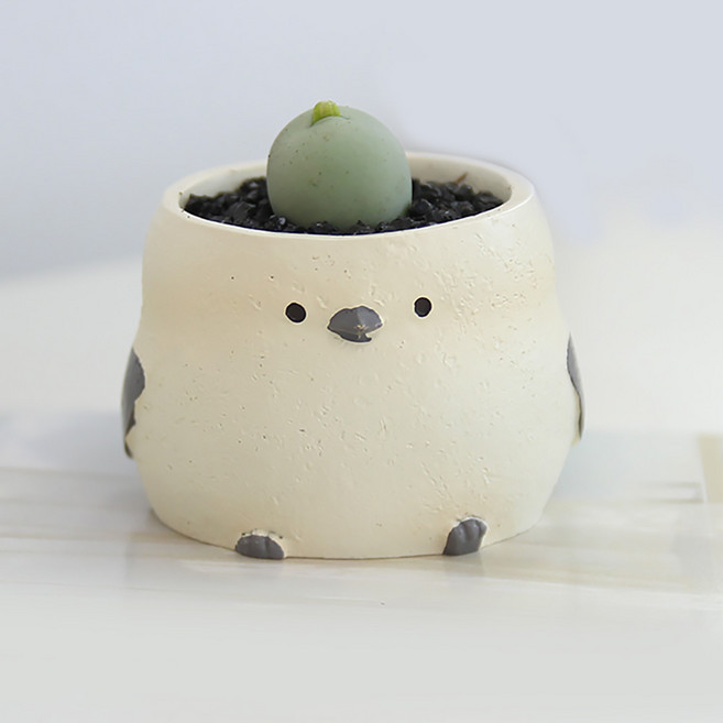 아프리카 식물 코노피튬 칼큘러스 희귀 반려 식물 오목눈이 화분, 화이트, 1개