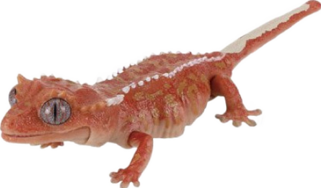 M.M小舖 BANDAI 轉蛋 扭蛋 生物大圖鑑爬蟲類DX 守宮 蜥蜴 圖鑑 可動 模型 全5款, 1個, D款/鳳頭守宮1E432