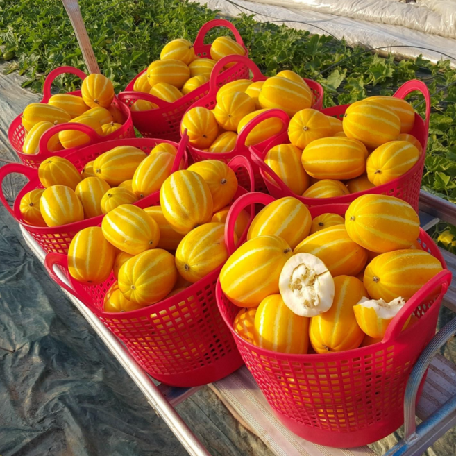 성주산지직송!! 아삭달콤한 / 성주 꿀 참외 가정용 5kg고당도(당일수확 당일출고), 5kg, 1박스, 랜덤과