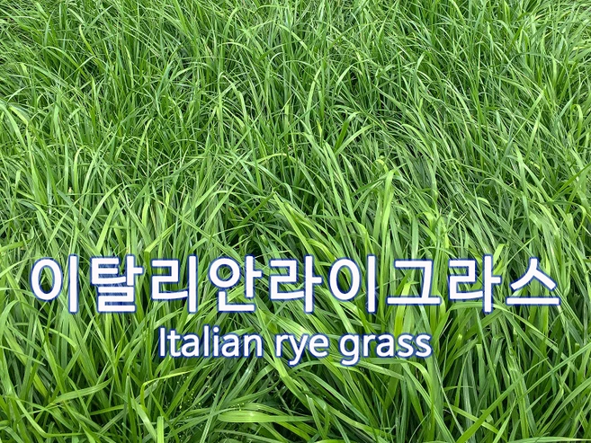 양잔디 씨앗 이탈리안라이그라스 3kg 목초용 잔디씨, 1개 - 쿠팡