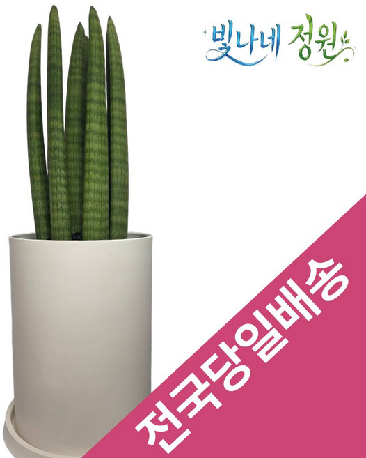 전국당일배송 음성군 진천군 개업화분 병원개원 집들이 이사 승진 축하 대형화분 꽃배달빛나네정원, 1개, 스투키(테이블용)