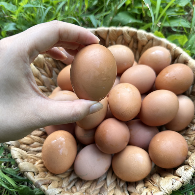 친환경농가 무항생제 유정란 난각번호 2번 클로렐라 계란, 1개, 30구