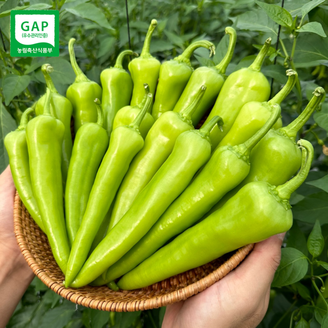 [혈당관리] 산지직송 아삭한 당조고추 (맵지 않은 기능성 고추), 1개, 5kg