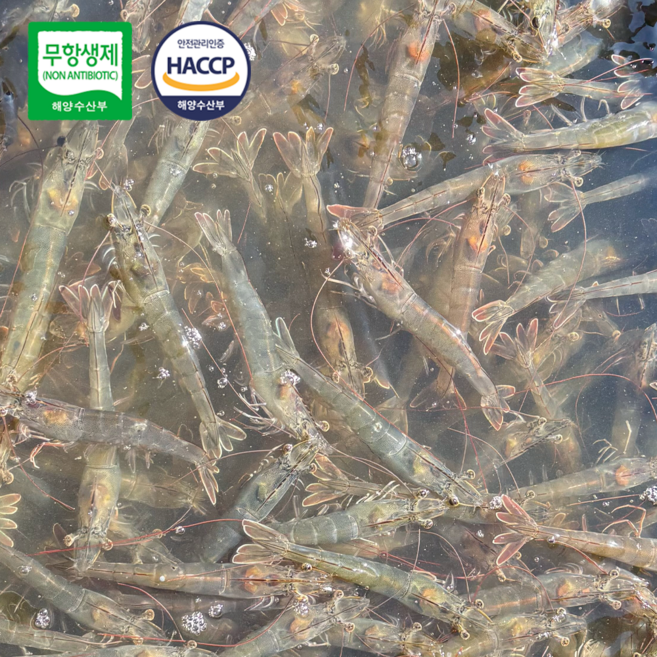 국내산 무항생제 인증 친환경 급냉 새우, 1개, 1kg(35미)