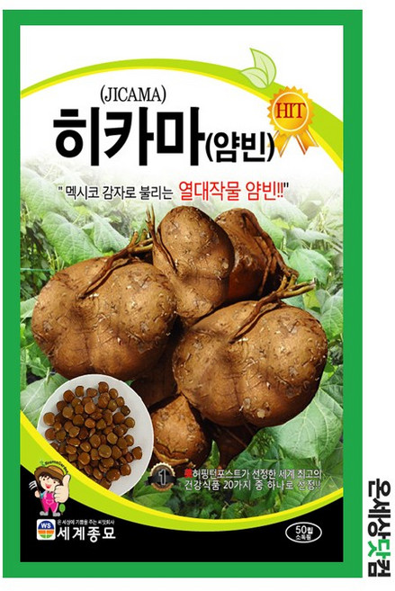 히카마 50립 / 씨앗 종자 얌빈 멕시코 감자 멕시칸 터닙 덩굴식물, 2개