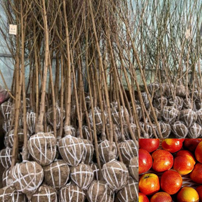 신선 천도복숭아(황도+천도) 접목 묘목 3~4년생 결실주 1주 털없는 천도복숭아나무 [나무야 나무야 원예], 접목 3~4년생 신선 천도복숭아 묘목, 1개