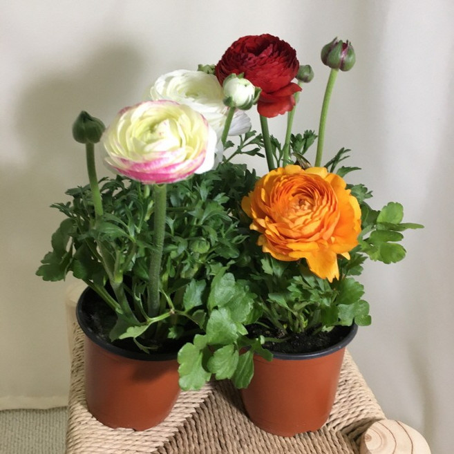 [해피그린 화원] [4개묶음] [색상랜덤발송] 라넌큘러스 라난큘러스 나낭크러스 봄꽃 꽃식물 꽃화분 야생화 다육식물 반려식물 공기정화식물 식물 129 화원 농원, 4개