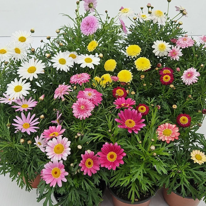 아비가든 목마가렛 2색/4색 받침+영양제 포함(4월 5월 꽃 많음) 봄꽃 꽃화분 키우기쉬운식물, 2개, 2종 - 쿠팡