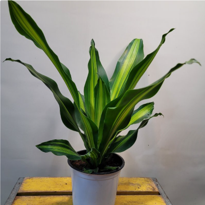 맛상게아나 행운목(15센치) 새로입고, 1개