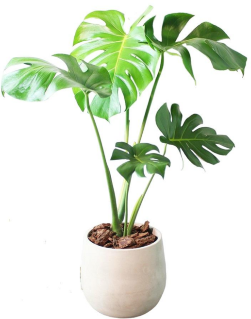 龜背芋盆栽, 綠色, 1個