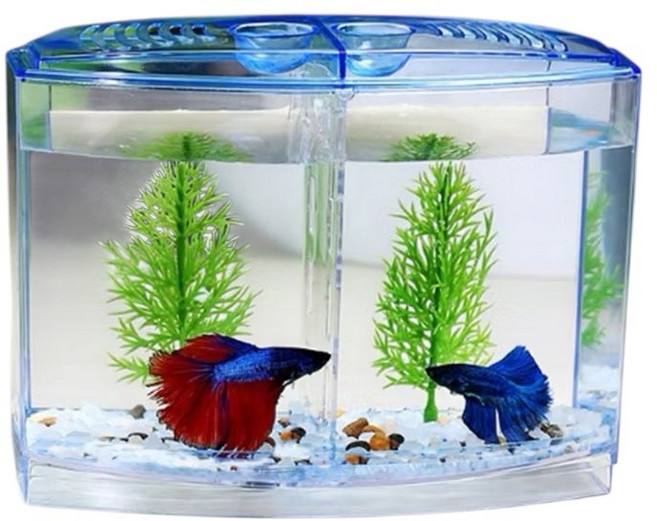 鬥魚 療癒小品, 雙格鬥魚缸, 1個