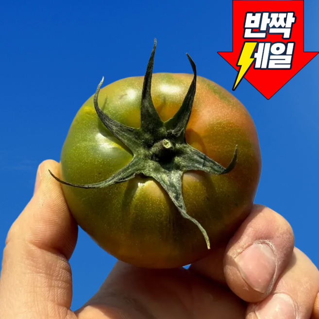 [반짝세일] 100박스한정 대저 짭짤이 토마토, 1박스, 2.5kg (실속형)