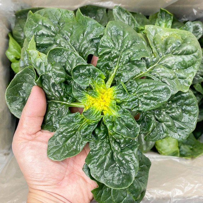 남해 시금치 섬초 비금도 시금치 1kg, 포항 영해초 시금치 3단(900g내외), 900g, 1개