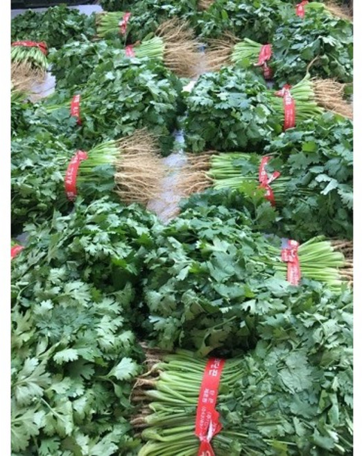 고수풀 1KG 고수나물 향신료, 500g, 2개