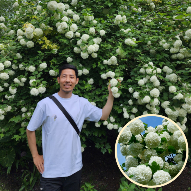 불두화 5년생 다간형 개화주 수국백당 에버그린농원, 1개, 불두화5년다간