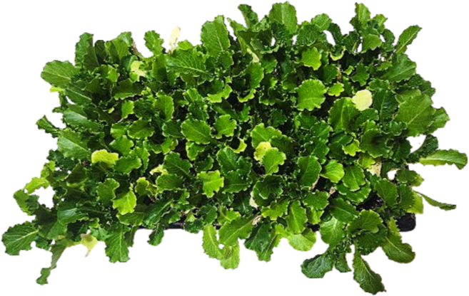 리틀플랜트 아삭이상추 모종 100개