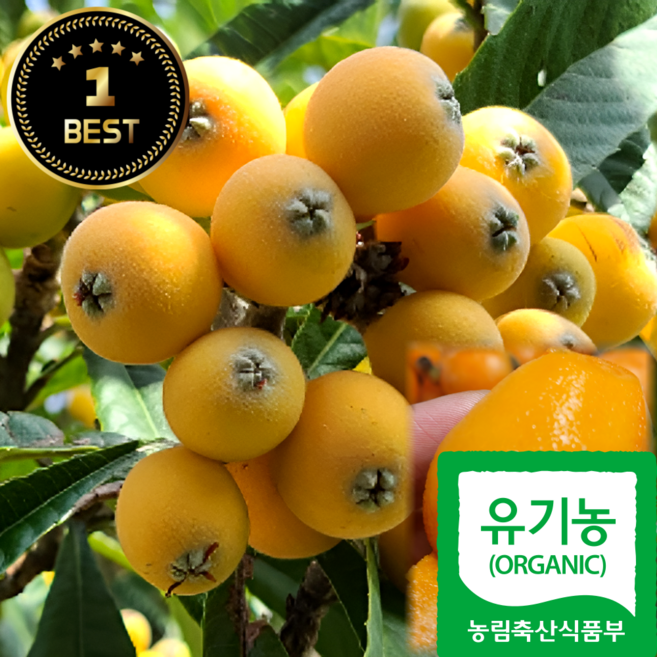 9위 - 국내산 황금 과일 비파열매 고당도 제철 수확 산지직송, 1개, 1kg