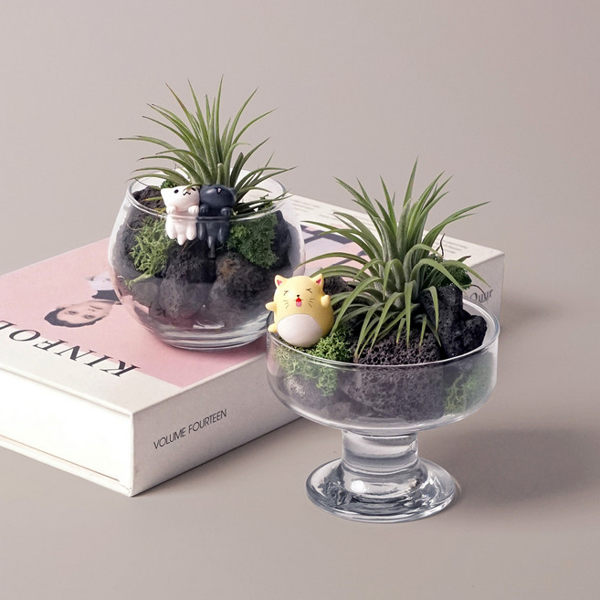 틸란드시아 글래스 가든 이오난사 세트 집들이 이사선물 감성 식물 실내공기정화, 틸란드시아 글래스가든 세트, 02.B타입