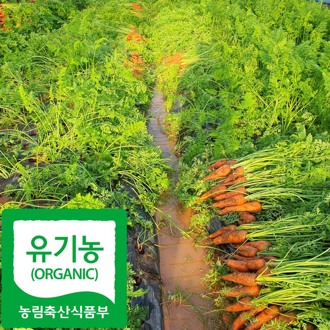 산지직송 국내산 친환경 햇 흙 당근, 1박스, 3kg