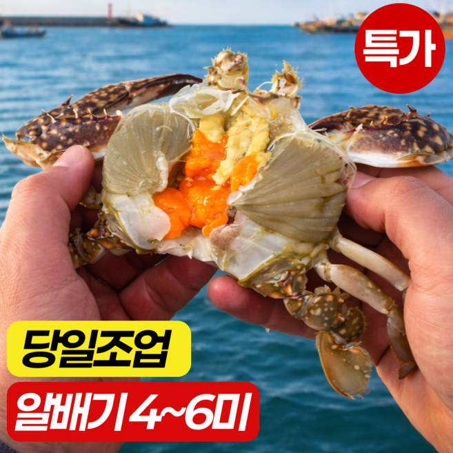 서해안 생물 제철 알배기 봄 암꽃게 활꽃게, 1박스, 1kg
